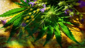 How Hemp Extract Interacts With Other Natural Compounds