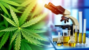 The Role of Hemp in Reducing Inflammation: Scientific Insights